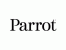 Parrot